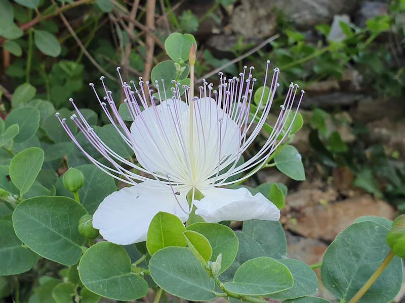 Caper - flowering