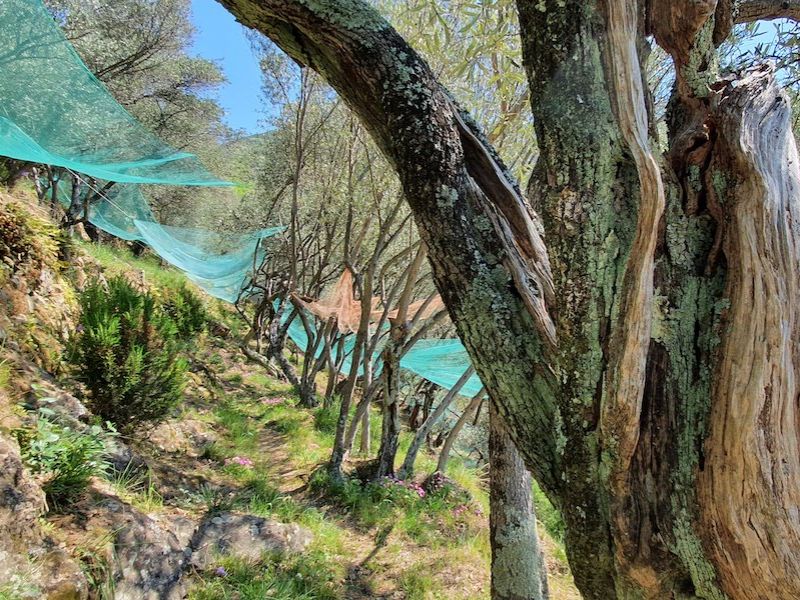 Olivi - Anello sentieri alti Monterosso