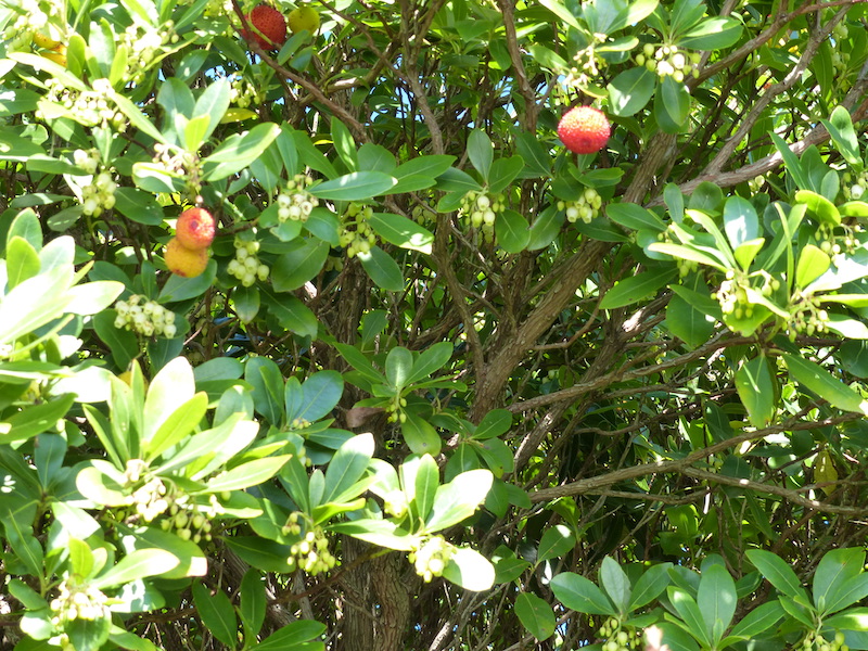 Corbezzolo (Arbutus unedo L.), Fiori e frutti