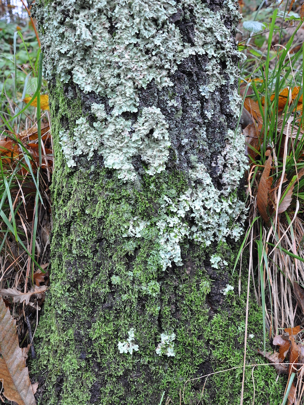 Lichene foglioso (Lobaria amplissima) su corteccia	