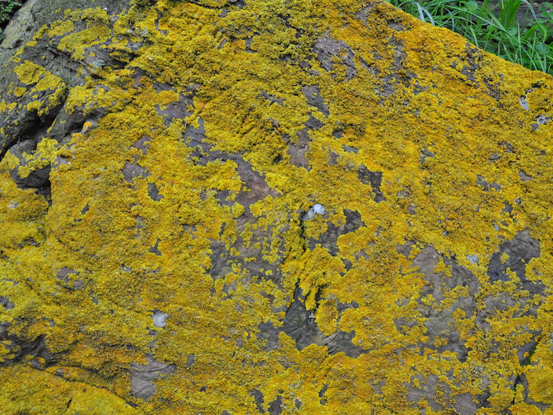 Lichene (Genere Xantoria) su roccia