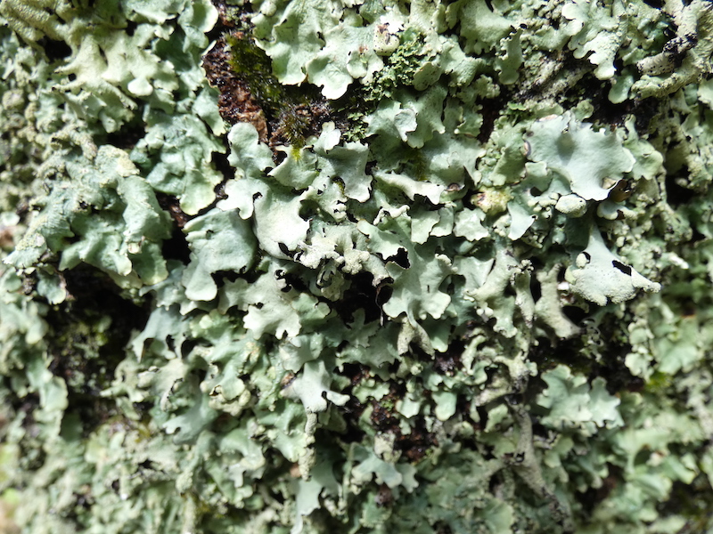 Lobarina scrobiculata, Licheni su corteccia