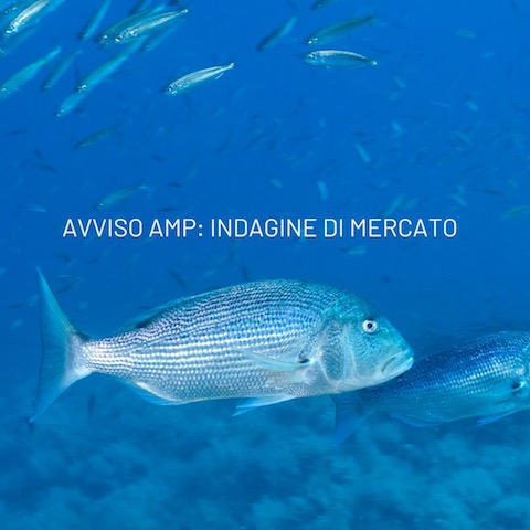Avviso AMP: indagine di mercato per sistema di dissuasione pesca a strascico