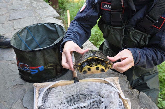 Carabinieri forestali: prelevata dal torrente Morione tartaruga americana invasiva