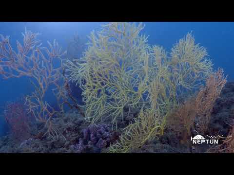 NEPTUNE: un&#39;immersione speciale nell&#39;Area Marina Protette Cinque Terre