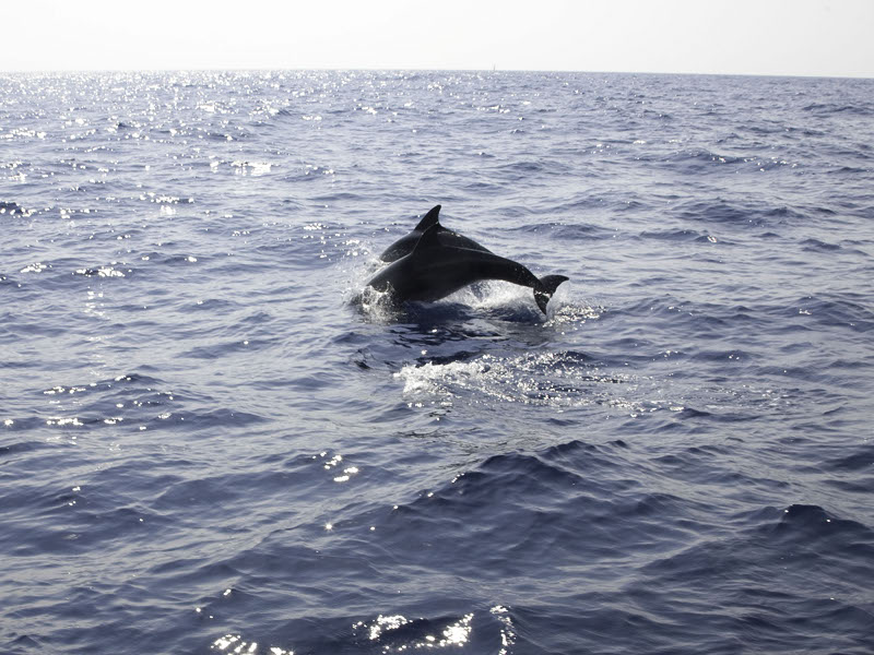 Coppia delfini in salto