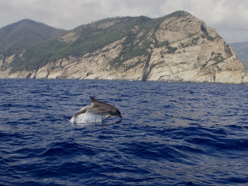 Dolphin jumping at Mesco