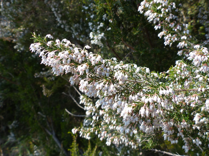 Tree heath (Erica arborea L.)
