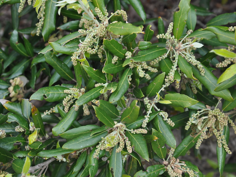 Evergreen oak (Quercus ilex L.) leaves and flowers (aments)