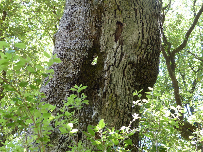 Corteccia di Leccio (Quercus ilex L.)