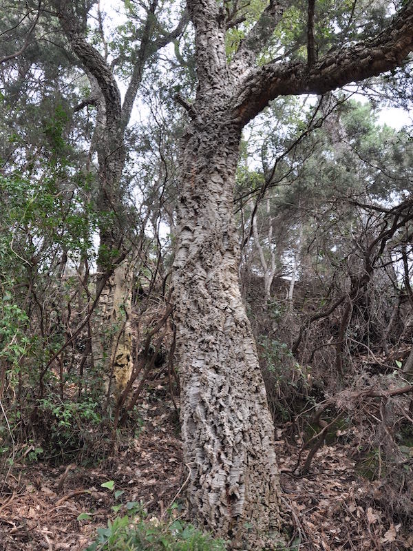 Cork oak (Quercus suber L)  in La Maddalena (Monterosso)