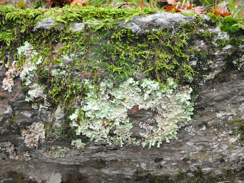 Mousses et lichens sur une roche