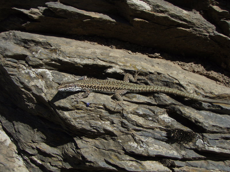 Wall lizard (Podarcis muralis)