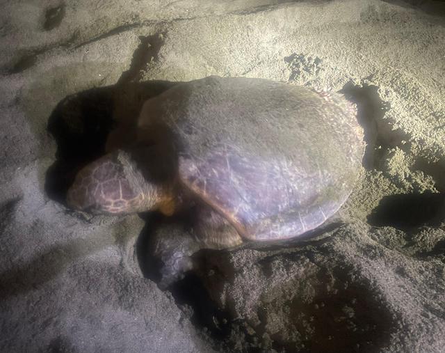 Tartaruga Caretta caretta depone le uova sulla spiaggia di Levanto